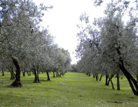 Olivo moraiolo