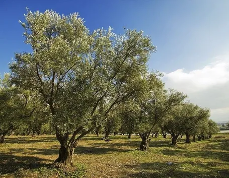 Coltivazioni piante ulivo