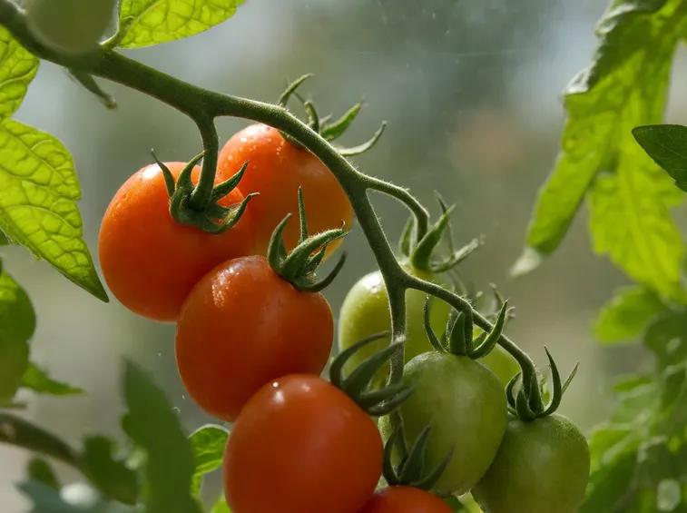 pomodori biologici