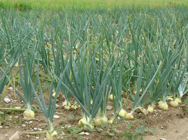 cipolle biologiche