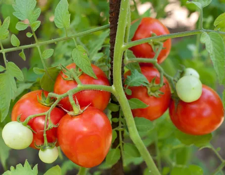 pomodori bio