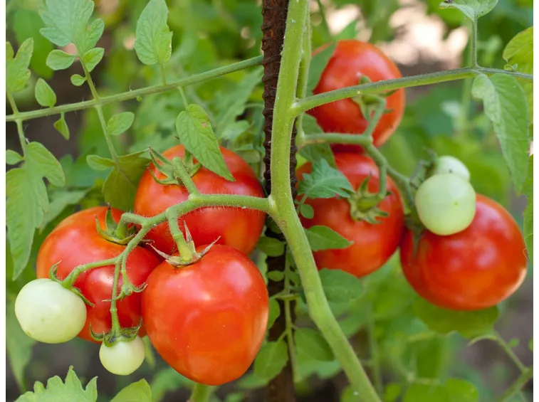 pomodori bio
