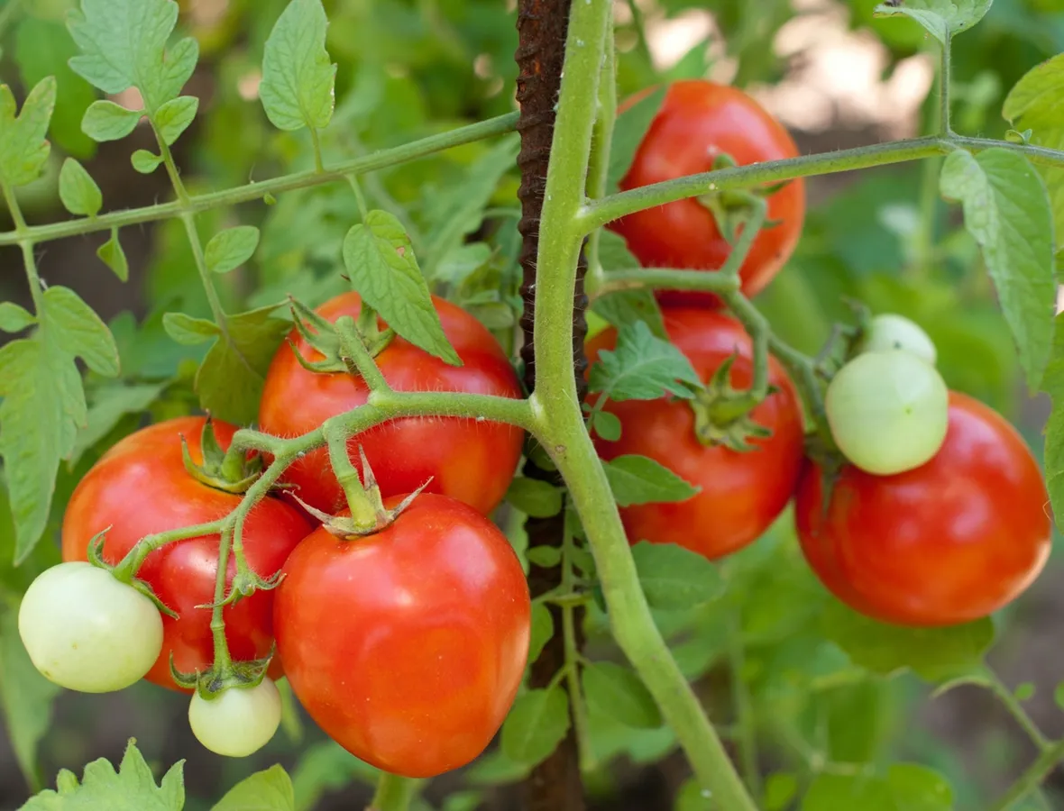 pomodori bio