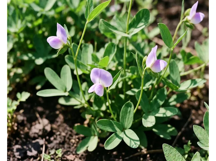 Coltivazione piante legume