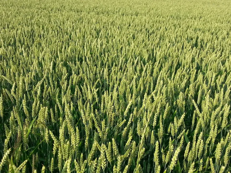 Campi grano