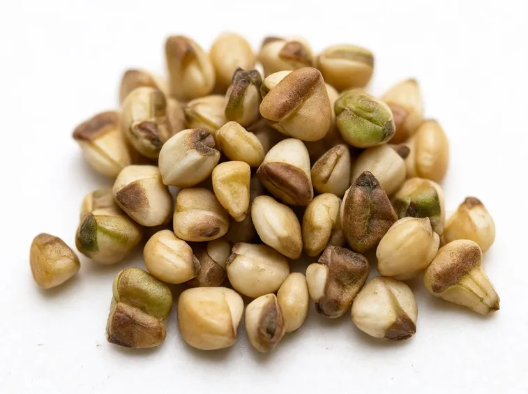 Fiori di grano saraceno