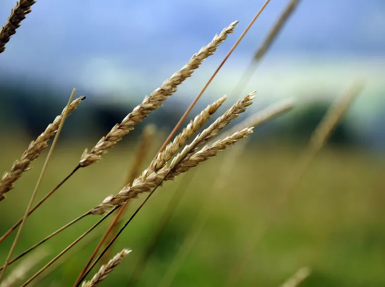 lo spirito del grano
