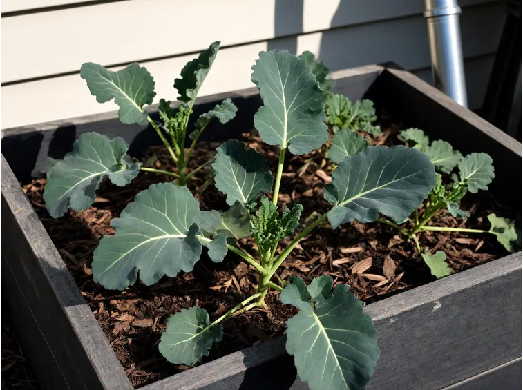broccoli
