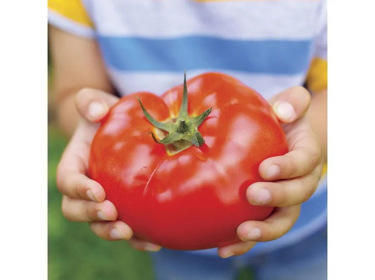 pomodoro chilo
