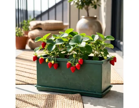 Coltivazione fragole