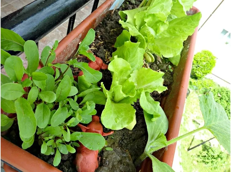 coltivare sul terrazzo