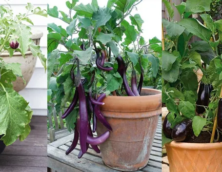 Come coltivare le melanzane in vaso sul balcone