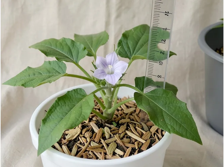 melanzana in fiore