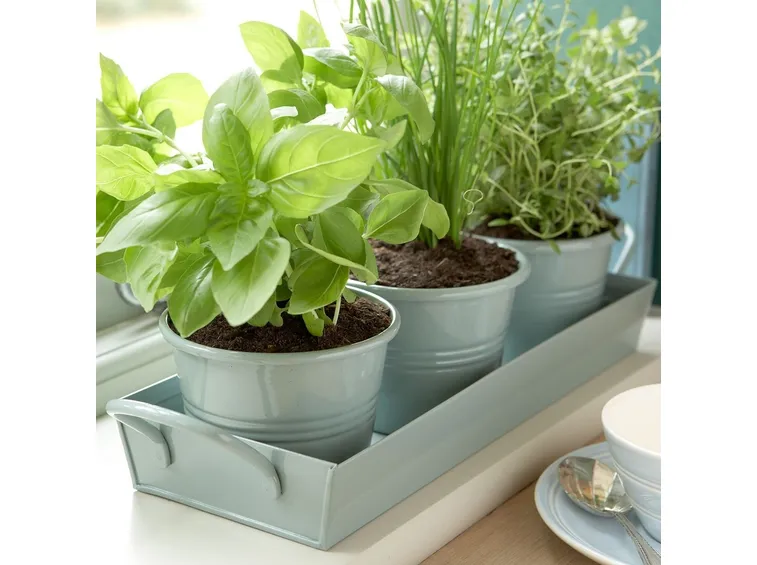 erbe aromatiche in vaso