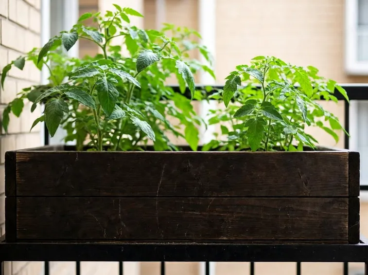 orto nel balcone
