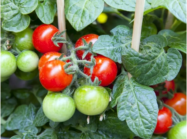 pomodori in vaso
