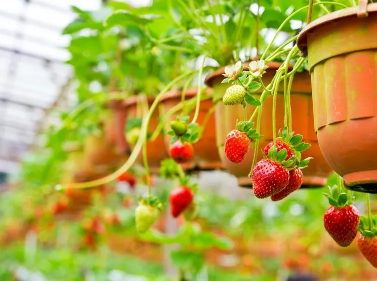 fragole in vaso