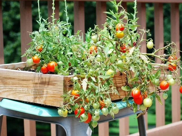 pomodori in vaso