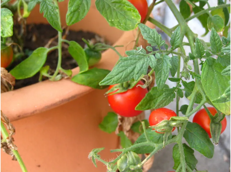 Pomodori sul terrazzo