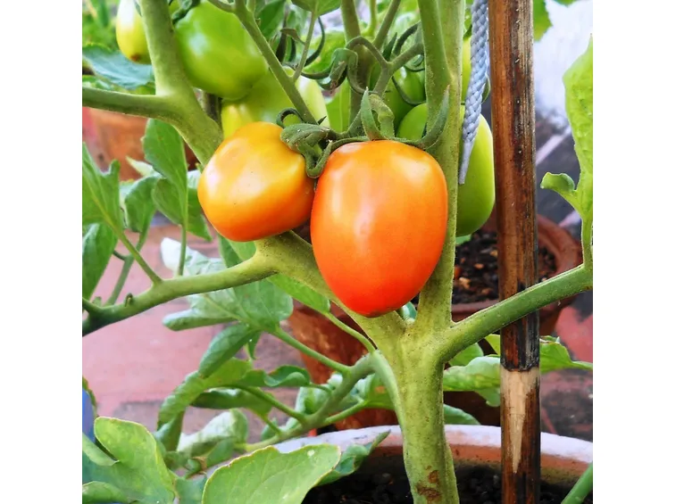 coltivare pomodori sul terrazzo