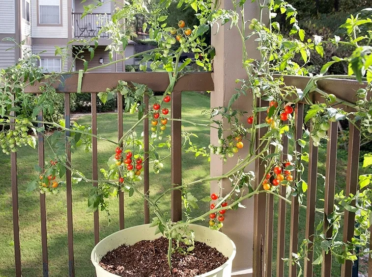 pomodori ciliegini in vaso