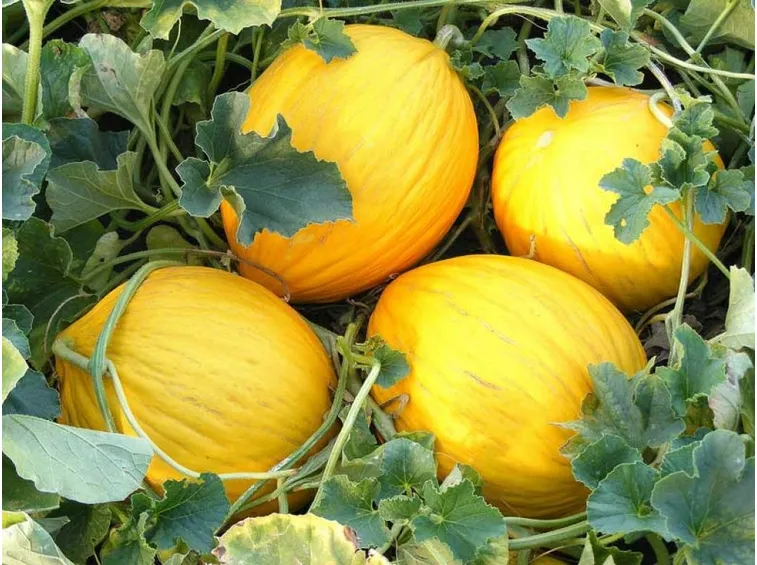 Melone bianco