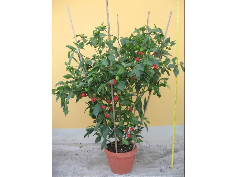 Pianta di peperoncino in vaso