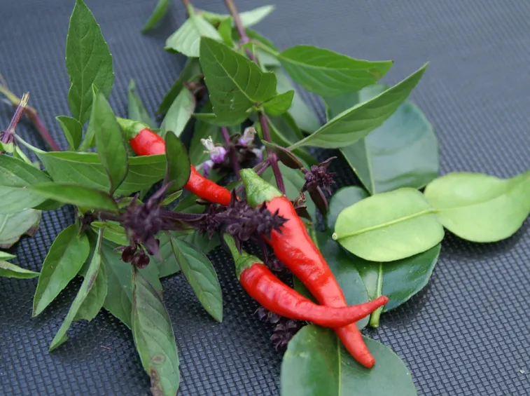 raccolta peperoncino