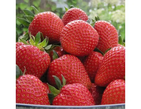 Piante di fragole