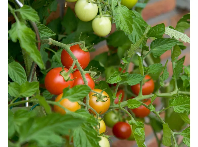 pomodori