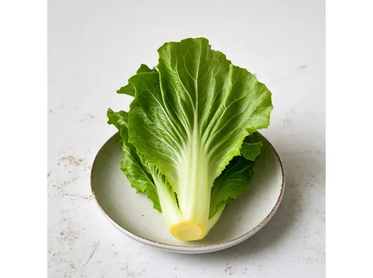 lattuga