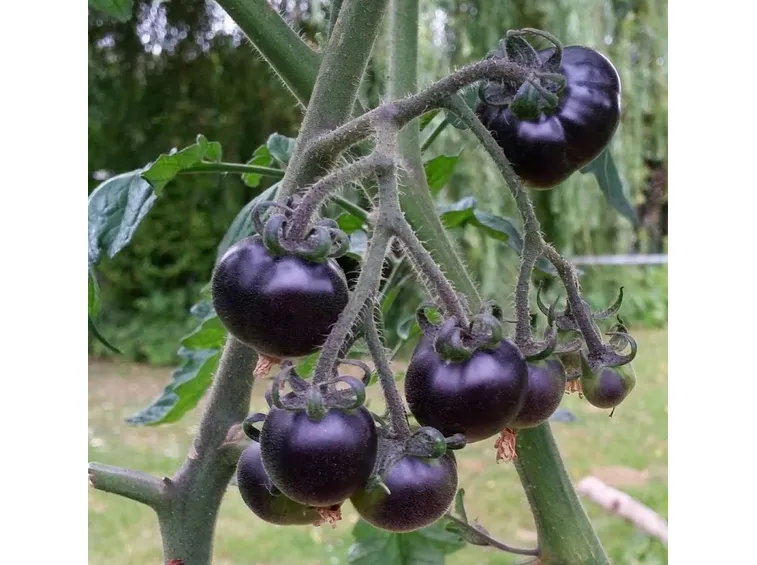 Pomodori neri maturi