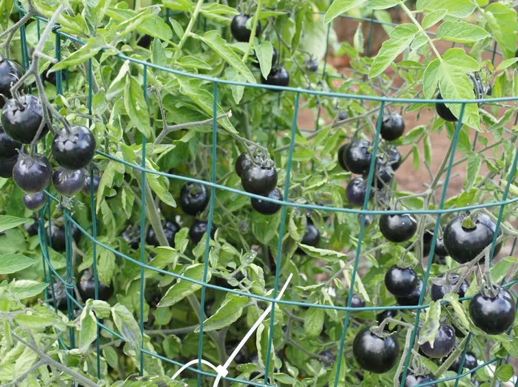 Pomodori neri a grappolo