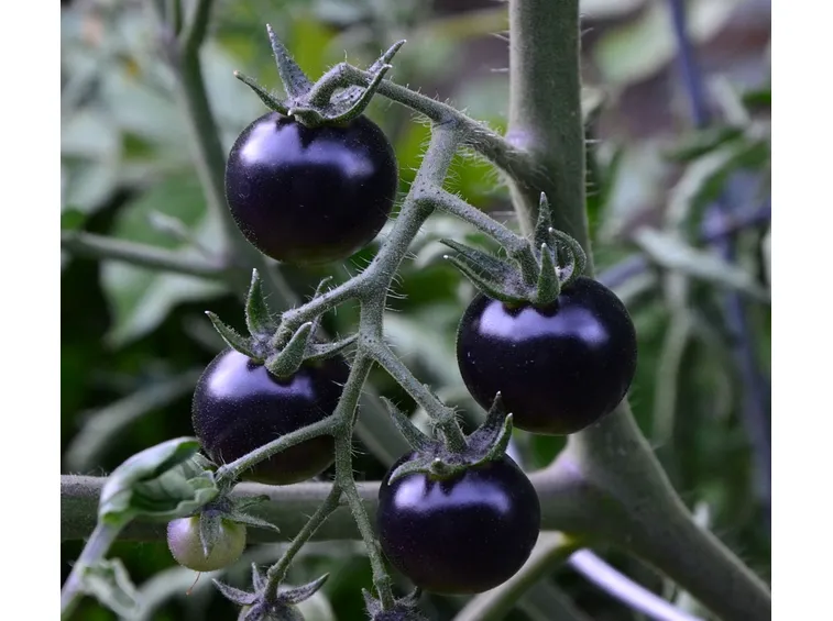 Varietà di pomodoro nero