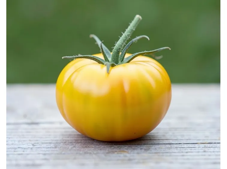 pomodoro giallo