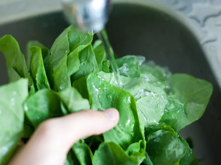 raccolta spinaci
