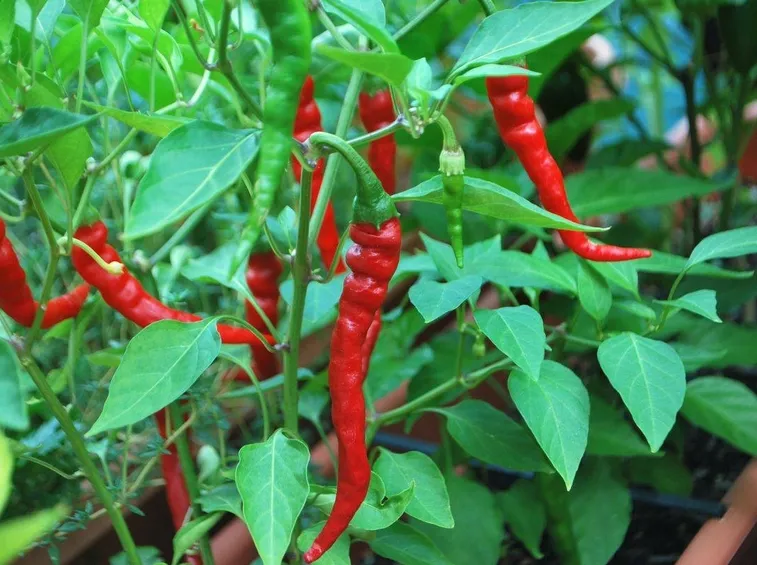 Esempio di pianta di peperoncino Cayenne