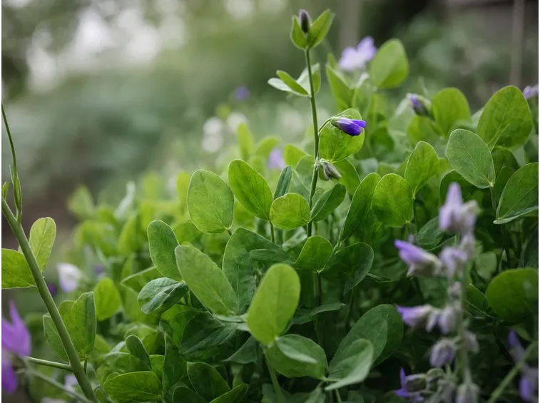 Foglie piante orto