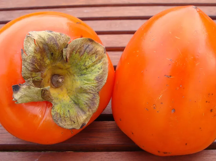 piante da frutto