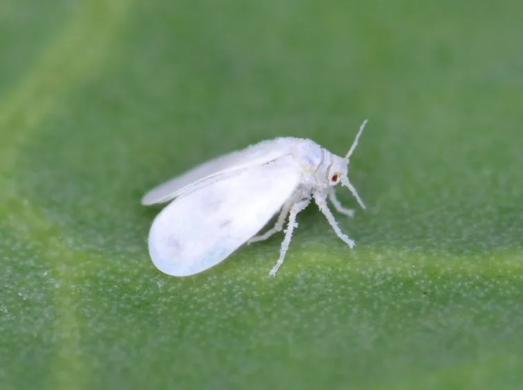 Mosca bianca