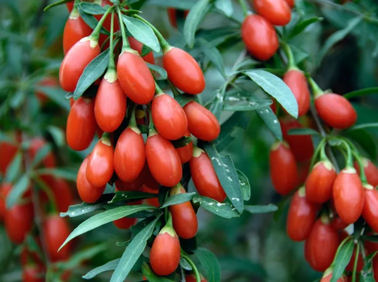 Il frutto delle meraviglie: i semi di goji
