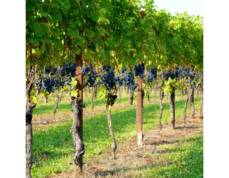filari di viti nel campo