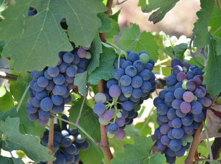 grappoli d'uva maturi