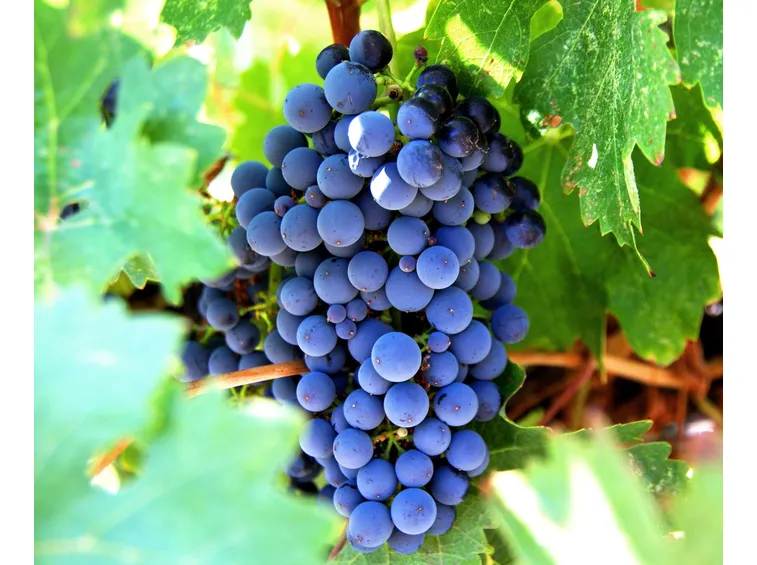 Grappolo d'uva rossa