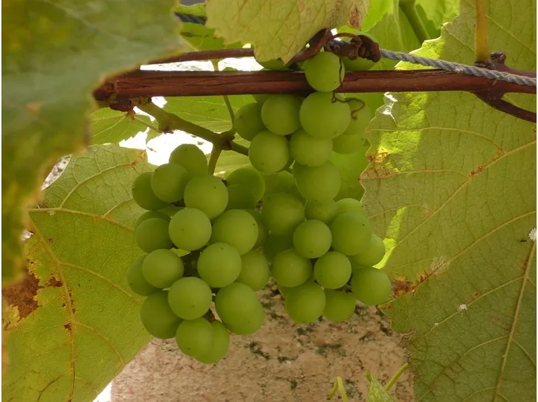 Grappolo d'uva immaturo