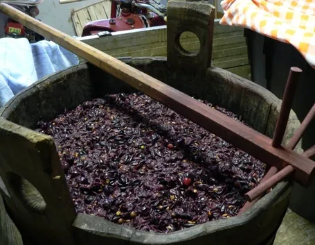 Mosto d'uva appena pigiata
