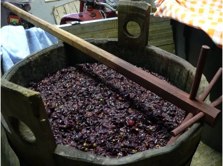 Mosto d'uva appena pigiata