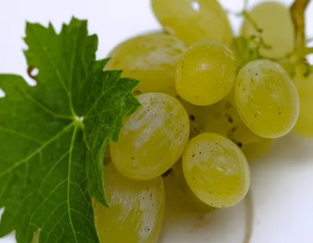 uva bianca da tavola