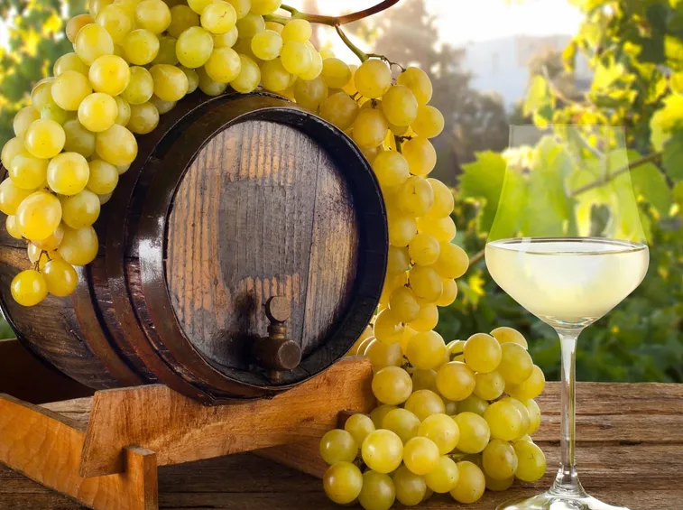 uva bianca da vino