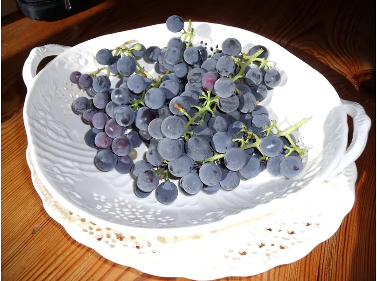 Uva fragola raccolta dalla pianta